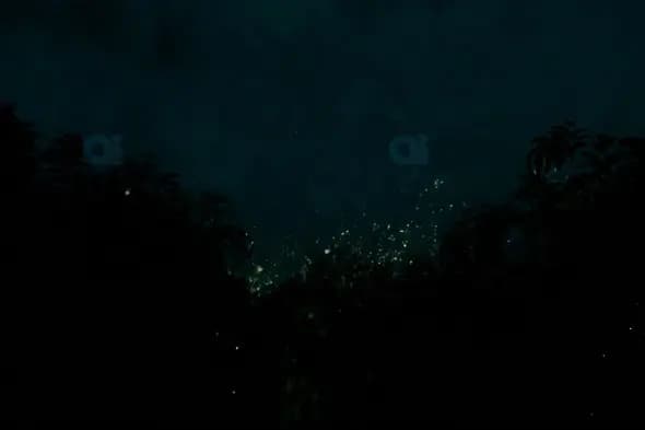 Fireflies in Dark Tropical Forest at Night