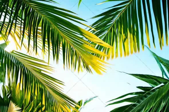 Tropical Palm Leaves in Sunlight - Bright Summer Nature Scene