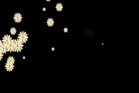 White Flower Cluster Overlay on Black Background