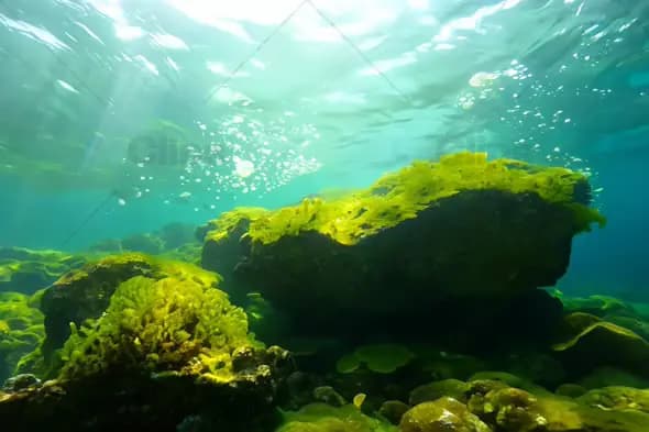 Underwater Coral Reef with Sunlight Rays - Marine Life