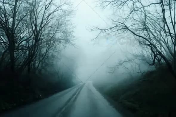 Misty Forest Road with Dense Fog and Bare Trees