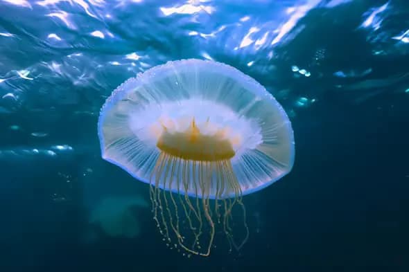 Graceful Jellyfish Floating in Ocean Waters - Underwater Marine Life