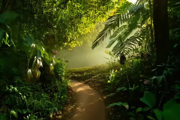 Serene Path Through Tropical Forest - Sunlight and Lush Greenery