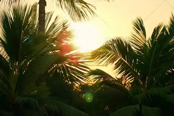 Tropical Palm Trees at Sunset - Golden Hour Nature Scene