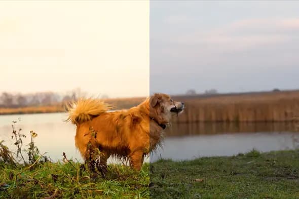 Rustic Lakeside LUT Collection