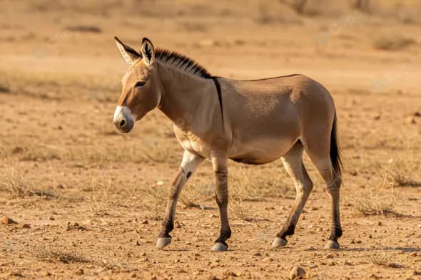 Indian Wild Ass Walking in Arid Desert Landscape Under Warm Sunlight