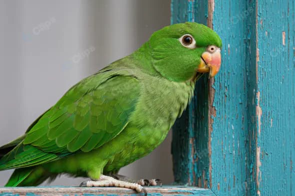 Vibrant Green Parrot Perched on Rustic Window Frame
