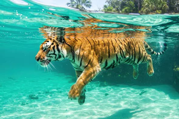Majestic Bengal Tiger Swimming Underwater in Crystal Clear Lagoon