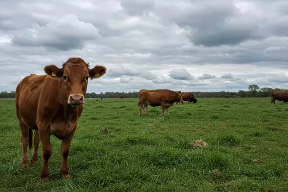 Brown Cows Grazing in Green Pasture Under Cloudy Sky