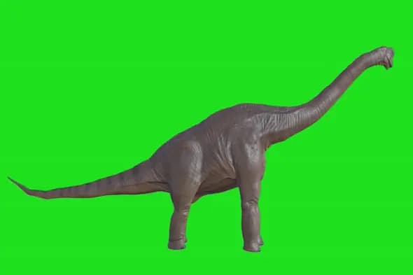 Realistic Brachiosaurus Green Screen Animation