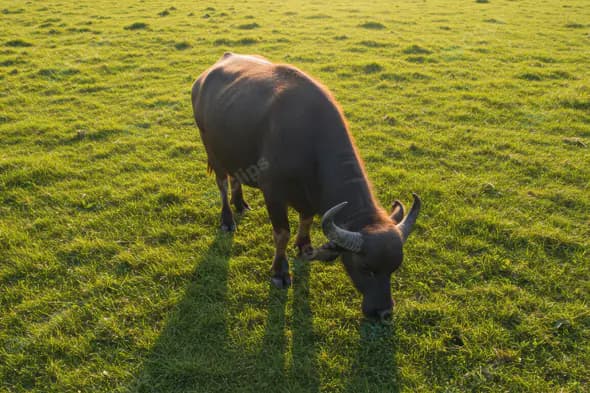 Indian Buffalo Grazing Peacefully on Lush Green Pasture at Sunset