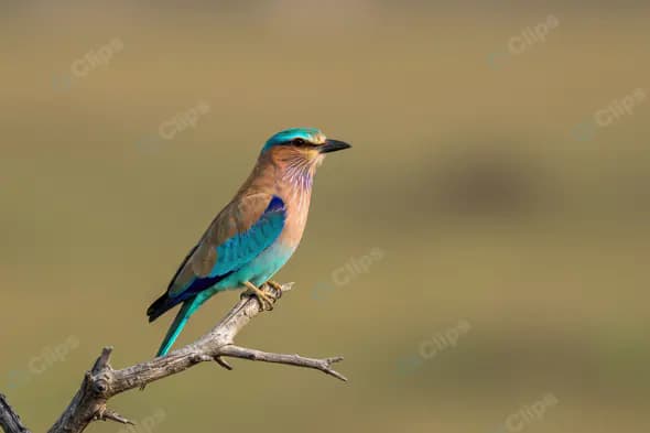 Indian Roller Bird Perched on Dry Branch in Open Grassland