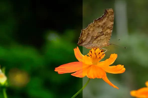 Vibrant Butterfly on Cosmos Flower Template