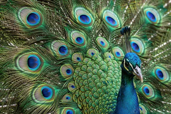Majestic Indian Peacock with Fully Spread Iridescent Feathers in Close-Up