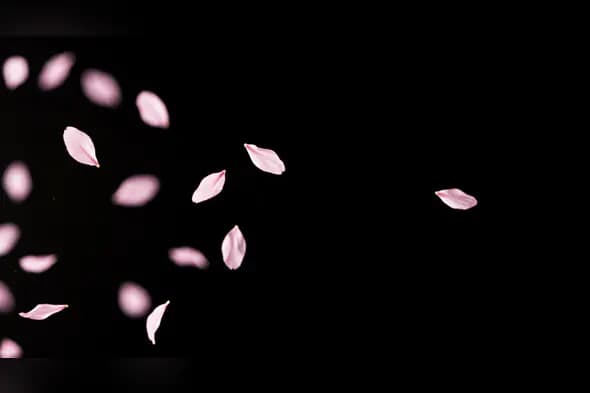 Floating Pink Petals on Black Background