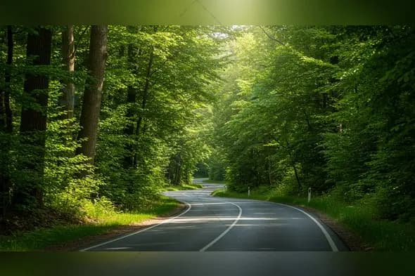Winding Forest Road with Sunlit Canopy