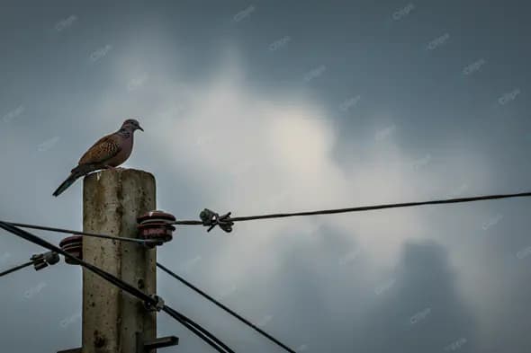 Spotted Dove on Utility Pole
