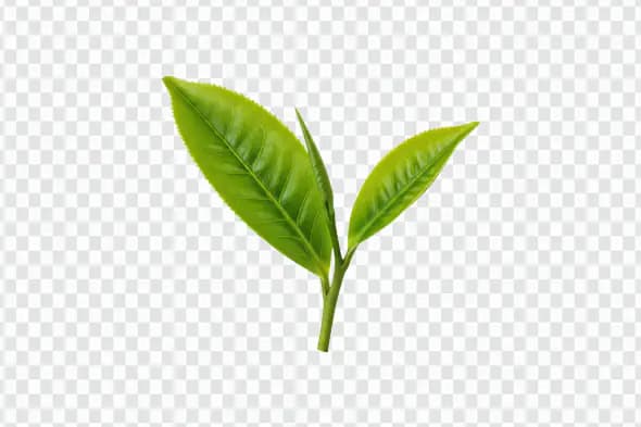 Fresh Green Tea Leaf Illustration for Organic and Herbal Product Designs