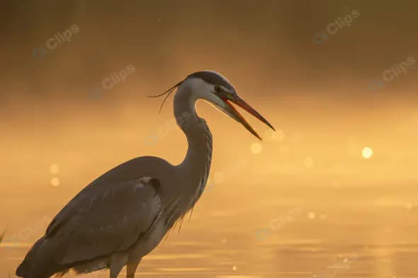 Majestic Indian Heron Calling at Sunset by the Water