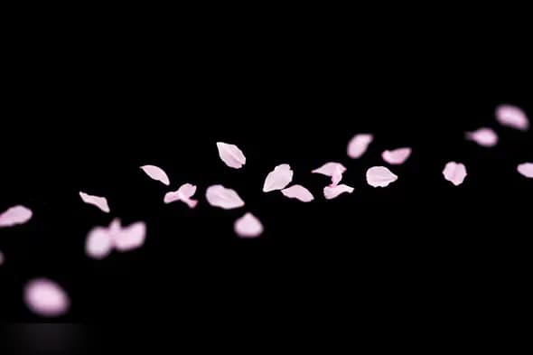 Delicate Pink Flower Petals Scattered on Black Background