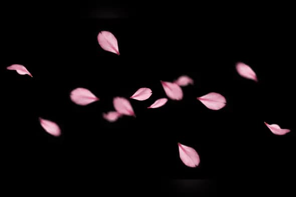 Soft Pink Flower Petals Gently Floating on Dark Background