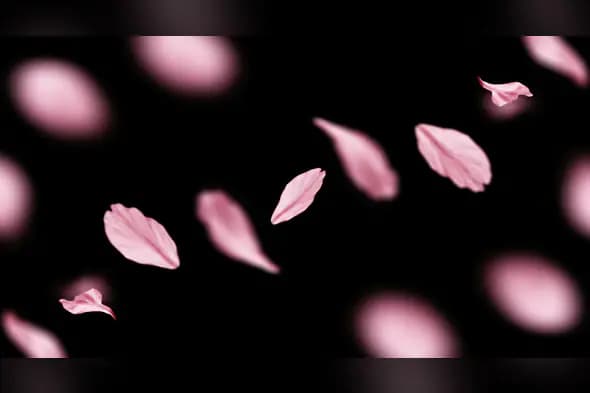 Romantic Pink Flower Petals Floating on Black Background