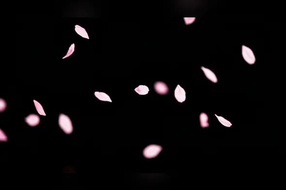 Scattered Pink Petals on Black Background