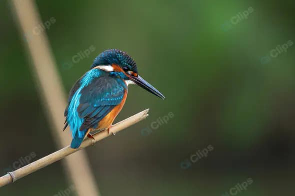 Colorful Indian Kingfisher Perched on Bamboo Stick in Natural Habitat