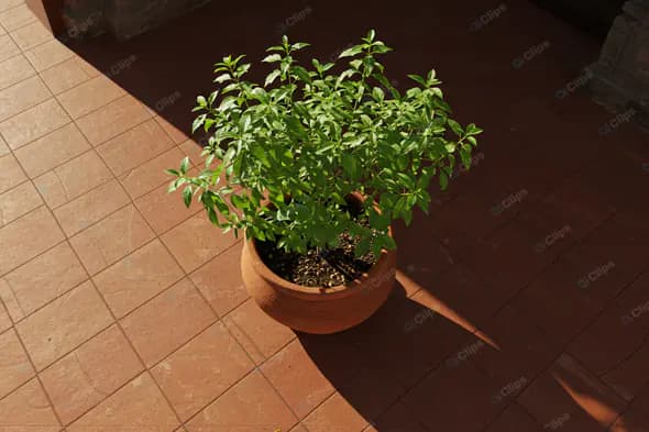 Sunlit Terracotta Potted Herb