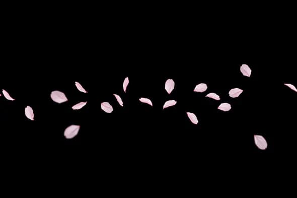 Minimal Pink Petals Drifting on Black Background