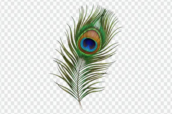 Vibrant Indian Peacock Feather for Festive and Decorative Use