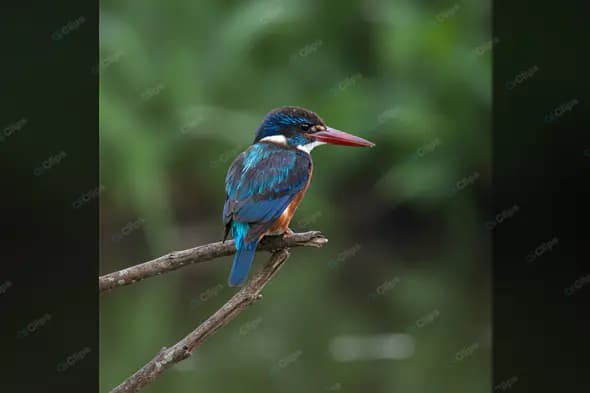 Vibrant Kingfisher on Branch