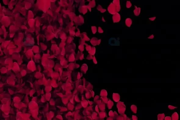 Falling Red Rose Petals on Black Background - Romantic Motion Graphic
