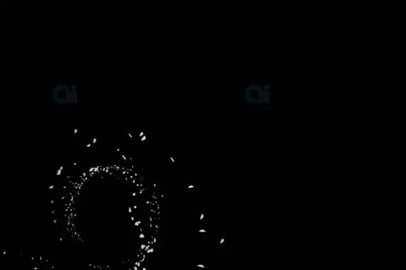 Petal Swirl Animation on Black Background