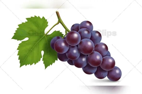 Fresh Purple Grape Cluster with Green Leaf Isolated