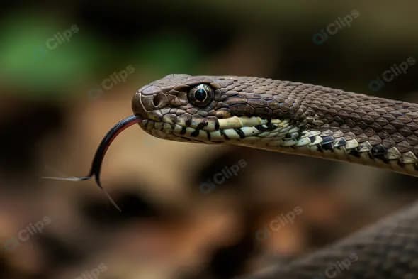 Close-Up of Brown Snake with Forked Tongue Out in Forest Environment