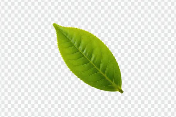 Single Fresh Green Tea Leaf Close-Up for Organic Branding & Herbal Designs