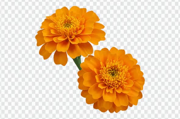 Marigold Flowers PNG Clipart for Festive and Decorative Designs