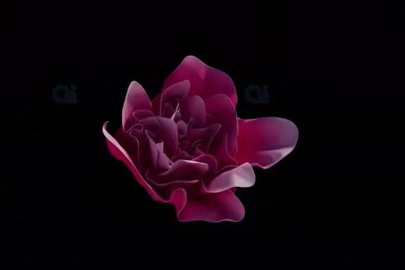 Elegant Rose Bloom Animation