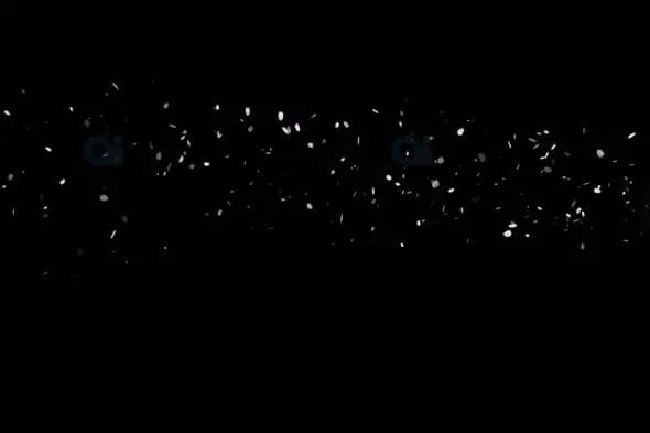 Falling White Petals on Black Background - Elegant Motion Graphic