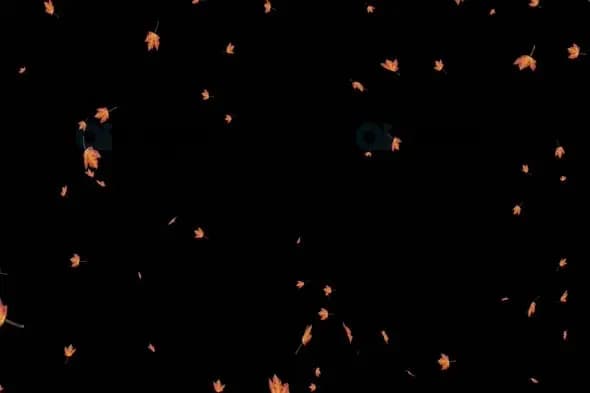 Falling Autumn Leaves Animation Background