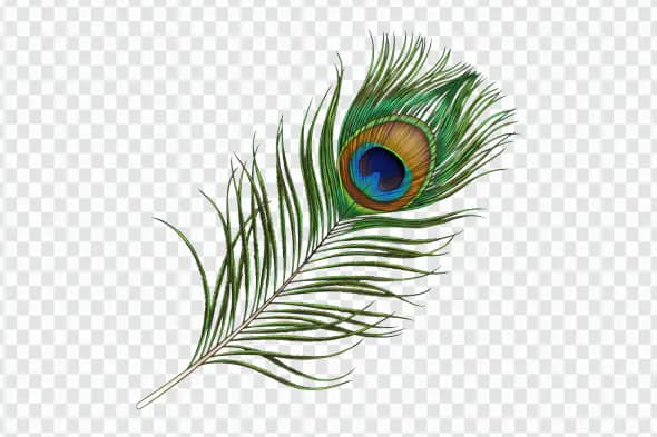 Elegant Indian Peacock Feather Illustration for Cultural and Festive Designs