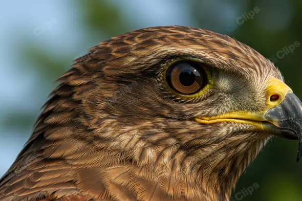 Extreme Close-Up of Indian Eagle’s Face with Sharp Beak and Intense Eyes