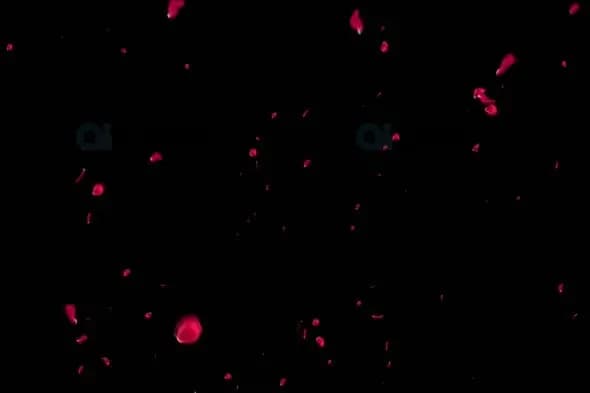 Falling Red Petals on Black Background - Romantic Motion Graphic