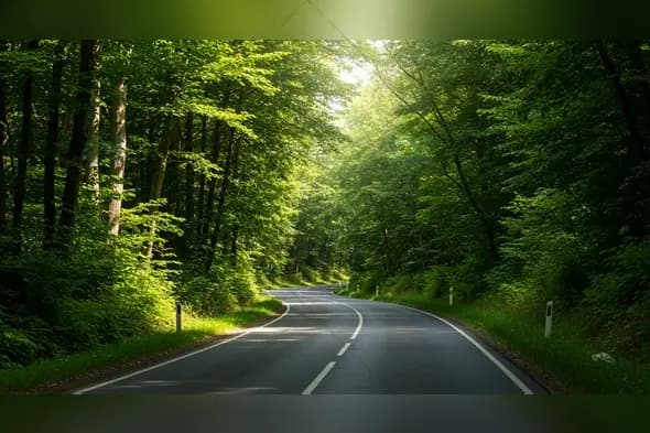 Sunlit Winding Forest Road Through Dense Green Woodland