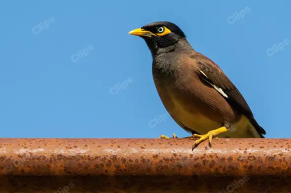 Indian Myna Bird Perched on Rusted Iron Pipe with Clear Blue Sky