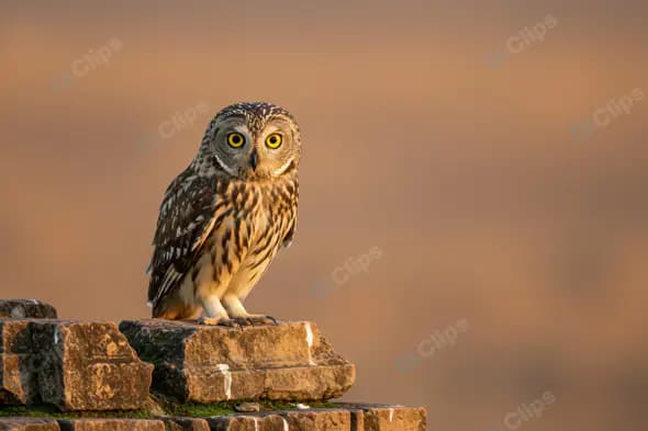 Wise Owl Sitting on Ancient Stone Ruins at Sunset