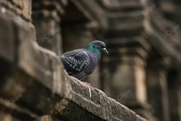Pigeon on Ancient Indian Stone Railing at Heritage Monument