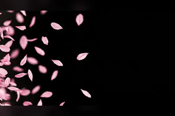 Pink Petals Flowing Across Black Background