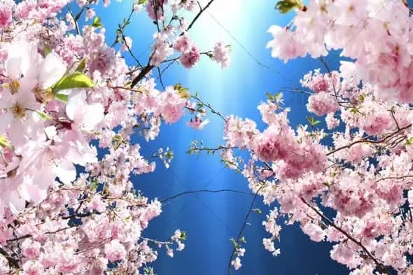 Blooming Cherry Blossoms Under Blue Sky